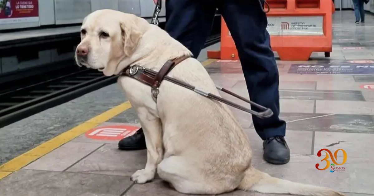 perros guía en el Cablebús