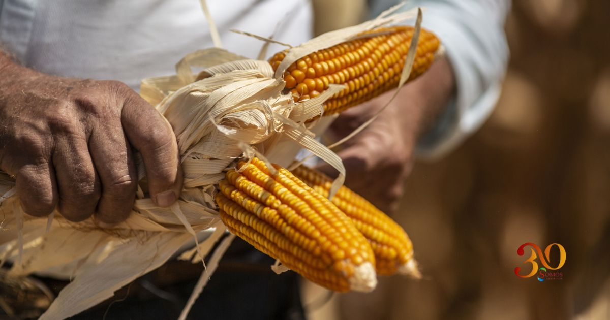Transgénicos en la mesa, la disputa por la seguridad alimentaria en México
