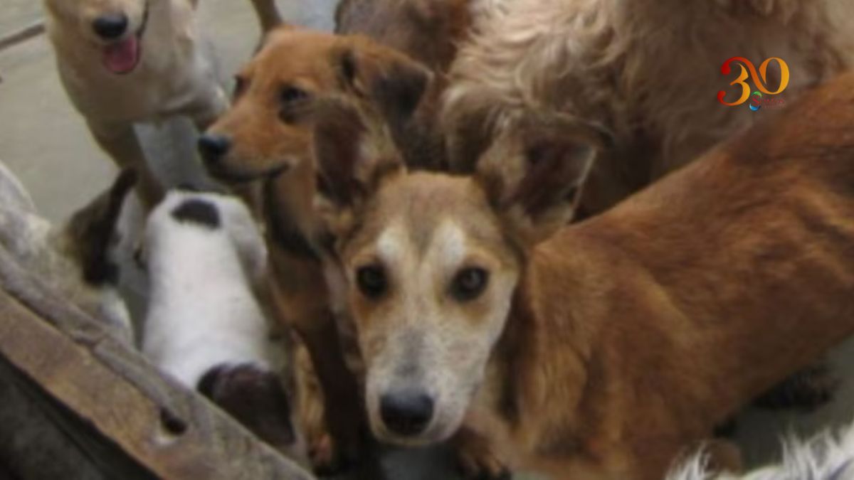 OSC que trabajan en protección animal: aliados fundamentales para el bienestar y la conservación