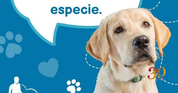 En la Escuela para Perros Guía IAP, apuestan por el bienestar de personas con discapacidad visual