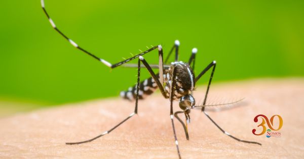 Prevención del dengue